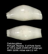 Cadulus gibbus